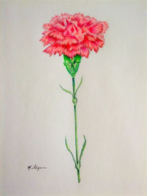 Carnation drawing flower bouquet drawing flower art carnation tattoo rose illustration dianthus flowers dianthus caryophyllus white rose flower pink carnations. My Artbox: "Carnation" 9x12 Colored Pencil Study on ...