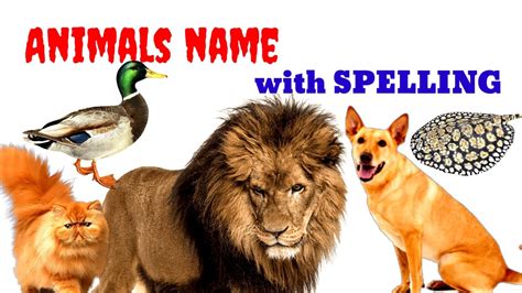 Animals Name With Spelling For Kids Learnandspellanimalsname For