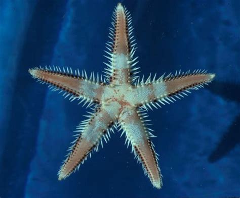 Astropecten Polyacanthus Also Known Sand Shifting Starfish Order