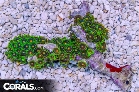 Zoanthid Colony Indonesia Ultra Bright Orange Eyesgreen