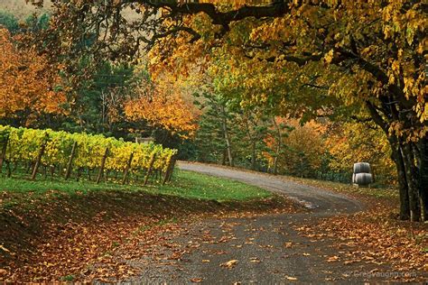 torii mor vineyards driveway with trees and vines in autumn color yamhill county willamette