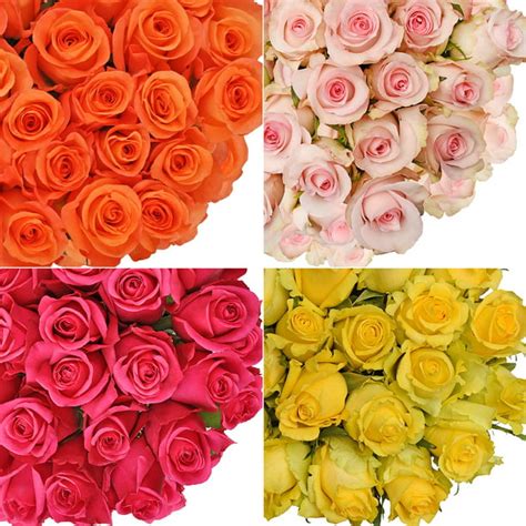 Fresh Cut Assorted Color Roses 20 Pack Of 75 By Inbloom Group