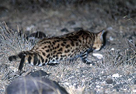Black Footed Cat