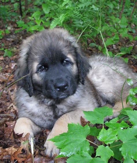 George The Leonberger Puppy 7 Weeks Old Leonberger Puppy Doggies