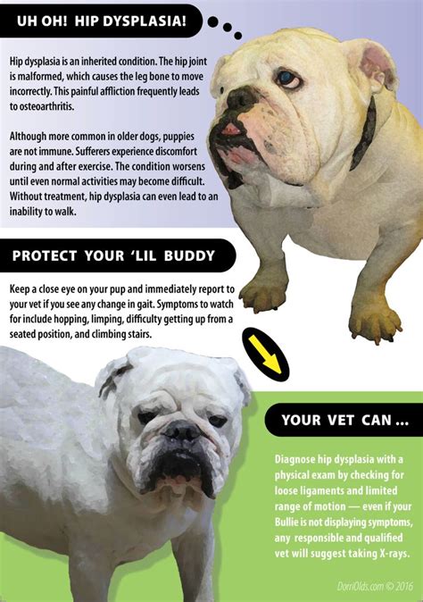 Facts About English Bulldogs Check Out My Educational And Fun