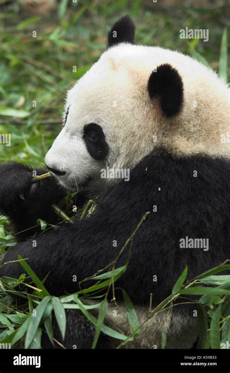 Giant Panda Ailuropoda Melanoleuca Feeding On Bamboo Chengdu Panda