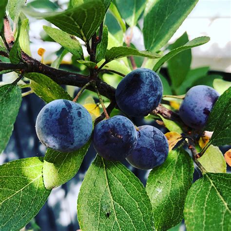 Beach Plum Prunus Maritima Wild Seed Project