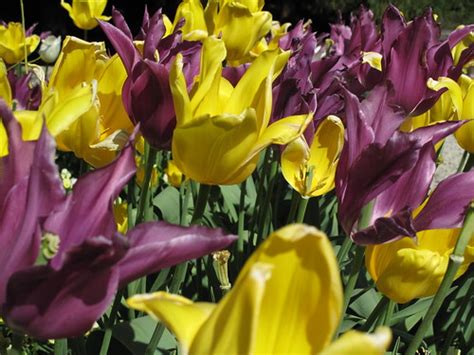 Purple And Yellow Tulips Past Prime Ty Law Flickr