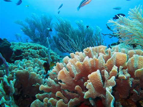 Can Coral Reef Restoration Save Lives Under The C Coral Reef Sea