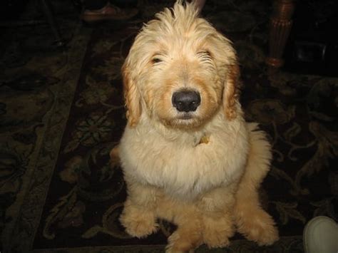 How Much Do Goldendoodles Cost