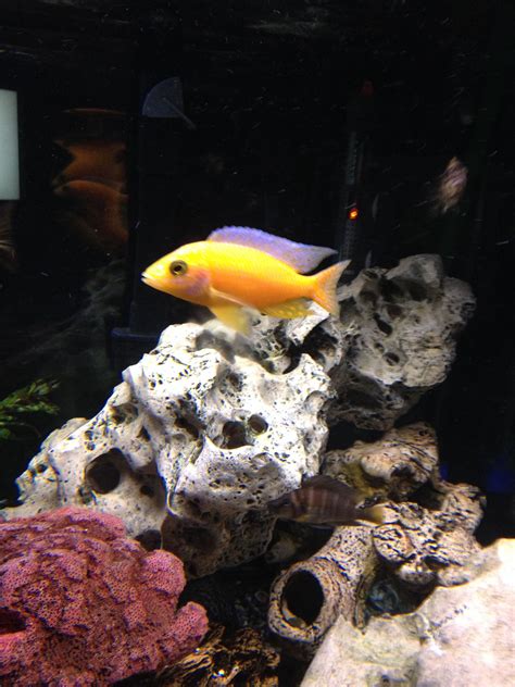 92.50 regal blue peacock cichlid : Sunshine peacock | Acquario