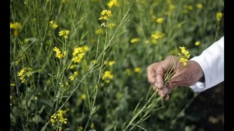 Haryana Mustard Growers Fetch Rates Above Msp Hindustan Times