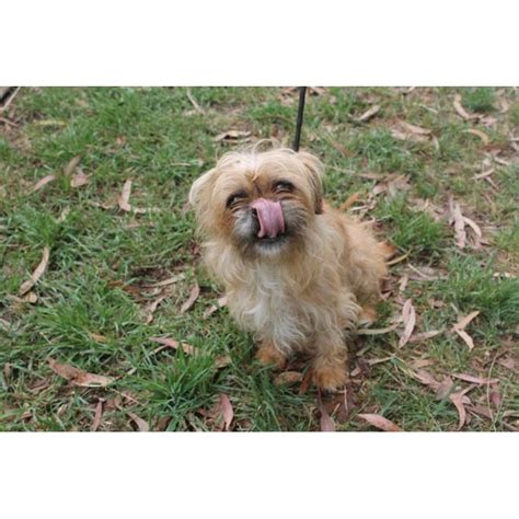 Goldie Small Male Maltese Mix Dog In Vic Petrescue