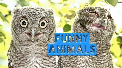 The Best Videos With Owls Funny Owls Youtube
