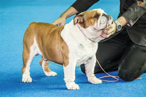 The miniature english bulldog has a lifespan of about eight to 12 years. English Bulldog Dog Breed Information, Buying Advice ...