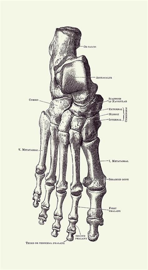 Right Foot Skeletal Diagram Vintage Anatomy 2 Drawing By Vintage