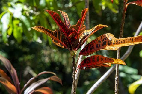 Croton Plant Free Stock Photo Public Domain Pictures