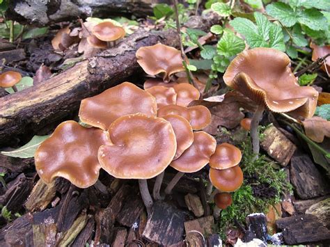 Psilocybe Cyanescens The Ultimate Mushroom Guide