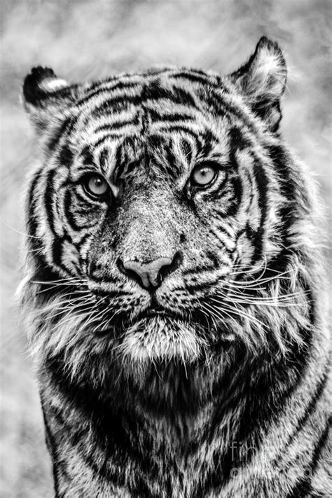 Tiger Face In Black And White Photograph By Terri Morris Pixels