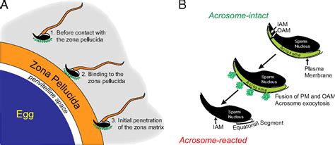 Fertilization With Acrosome Reacted Mouse Sperm Implications For The