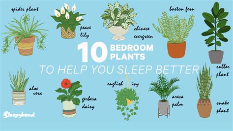 10 Plants For Your Bedroom To Help You Sleep Healthy Living