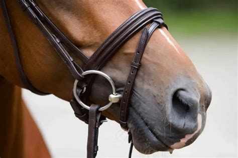 Horse Bits Everything You Need To Know About Bits And Mouthpieces With