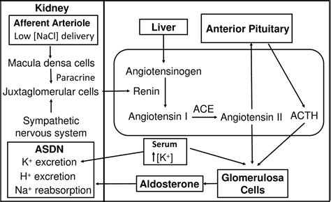 Frontiers Aldosterone Regulated Sodium Transport And Blood Pressure