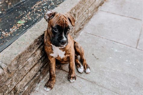 47 Red Fawn Boxer Puppies Pic Bleumoonproductions