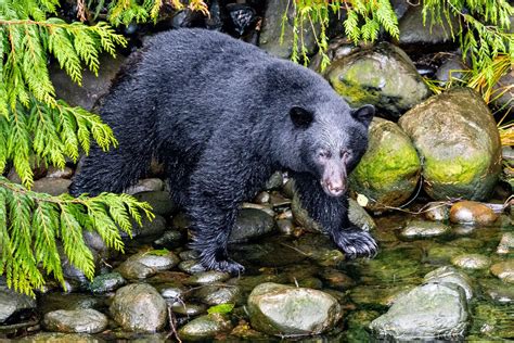 Understanding Michigans Black Bears Freshwater Reporter