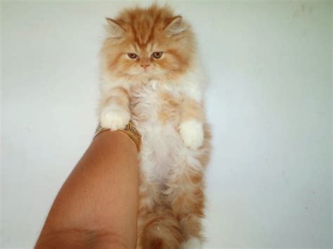 Él es un adorno para cualquier hogar donde pueda disfrutar de. GATO PERSA SALVADOR BAHIA / GATIL ESPERANZA DEL CABRÁLIA ...