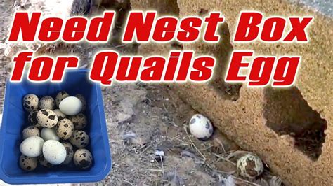 Do We Need Egg Nest For Quails To Lay Eggs Do Coturnix Quail Need A