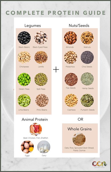 Part 4 Protein In 2021 Protein Guide Food For Digestion Sprouted