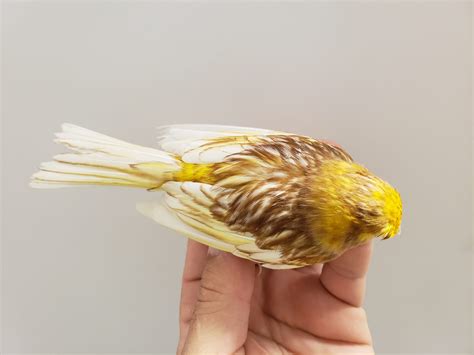 Canary Phaeo Yellow Mosaic Lees Exotic Birds