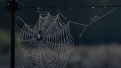 Spiders Spider Arachnid Spider Web Hd Wallpaper Peakpx