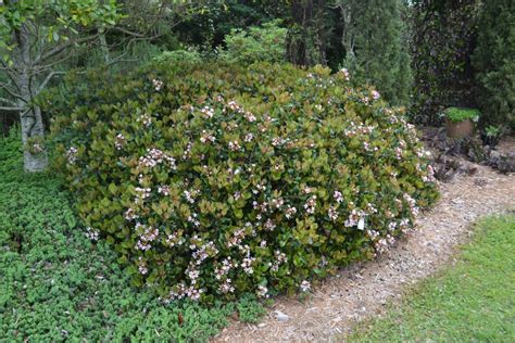 Plan Carefully With Indian Hawthorn Gardening In The Panhandle