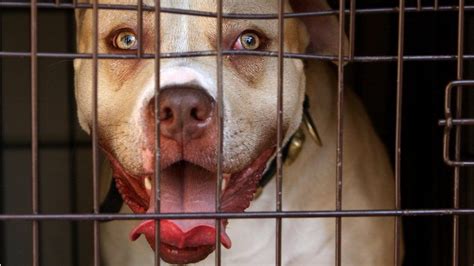 Dangerous Dogs Pm Urged Not To Treat Pit Bulls As Collateral Damage