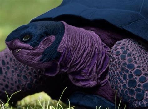 153 Best Turtletortoise Images On Pinterest Sea Turtles Turtles And
