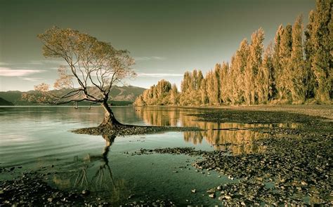 Nature Landscape Lake Forest Trees Water New Zealand Reflection