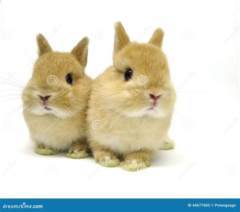Orange Netherland Dwarf Rabbit Isolated White Back Stock Image Image