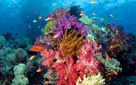 Free Download Hd Wallpaper Ocean Seabed Coral With Sumptuous Colors
