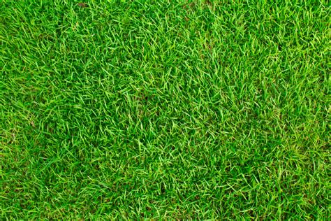 When And How To Plant A Zoysia Grass Lawn Absolute Lawn Pros