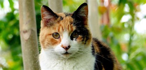 This coat color pattern is determined in a cat when each hair has a root and middle that are white and the tip is dark. Cats, Coats and Colors - Cat Tales