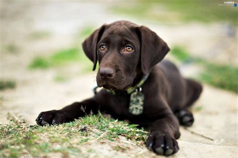 All our images can be purchased from our sister site: Chocolate Lab Puppy Wallpaper (60+ images)