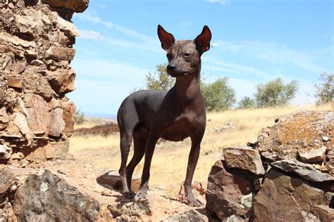 The Hairless Peruvian Dog A National Heritage Cuzco Eats