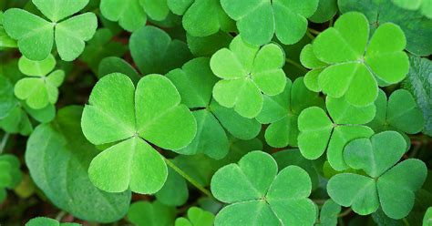 Poisonous Plants In New England - Poisonous Plants In Massachusetts