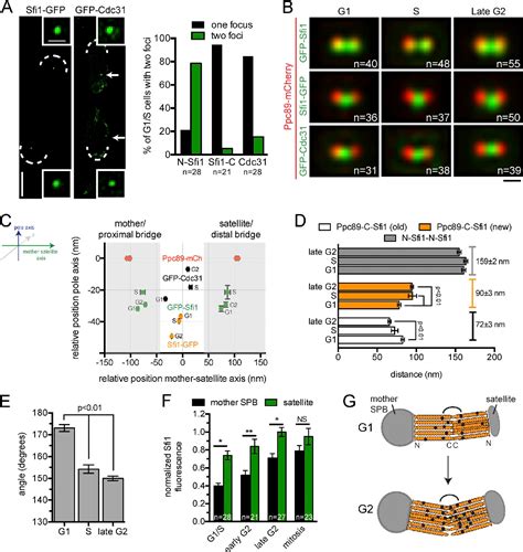 Figure From Molecular Model Of Fission Yeast Centrosome Assembly Determined By Superresolution