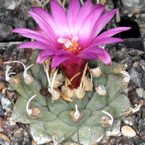 13 Rarest Cactus Plants In The World With Pictures Succulents Network