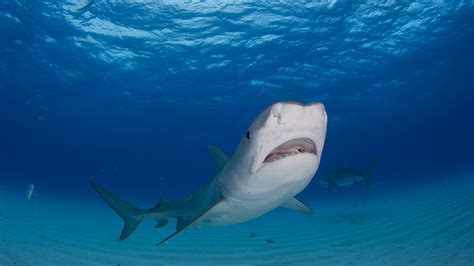 Forget Seabirds Baby Tiger Sharks Feast On Songbirds In The Gulf Of