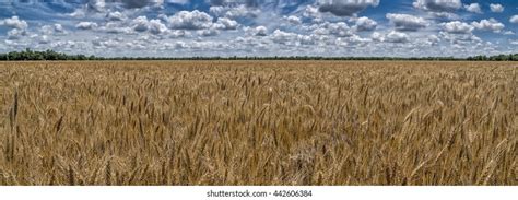 665 Wheat Fields Kansas Images Stock Photos And Vectors Shutterstock