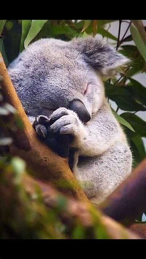 Baby Koala In A Tree Cute Animals Cute Baby Animals Animals Wild